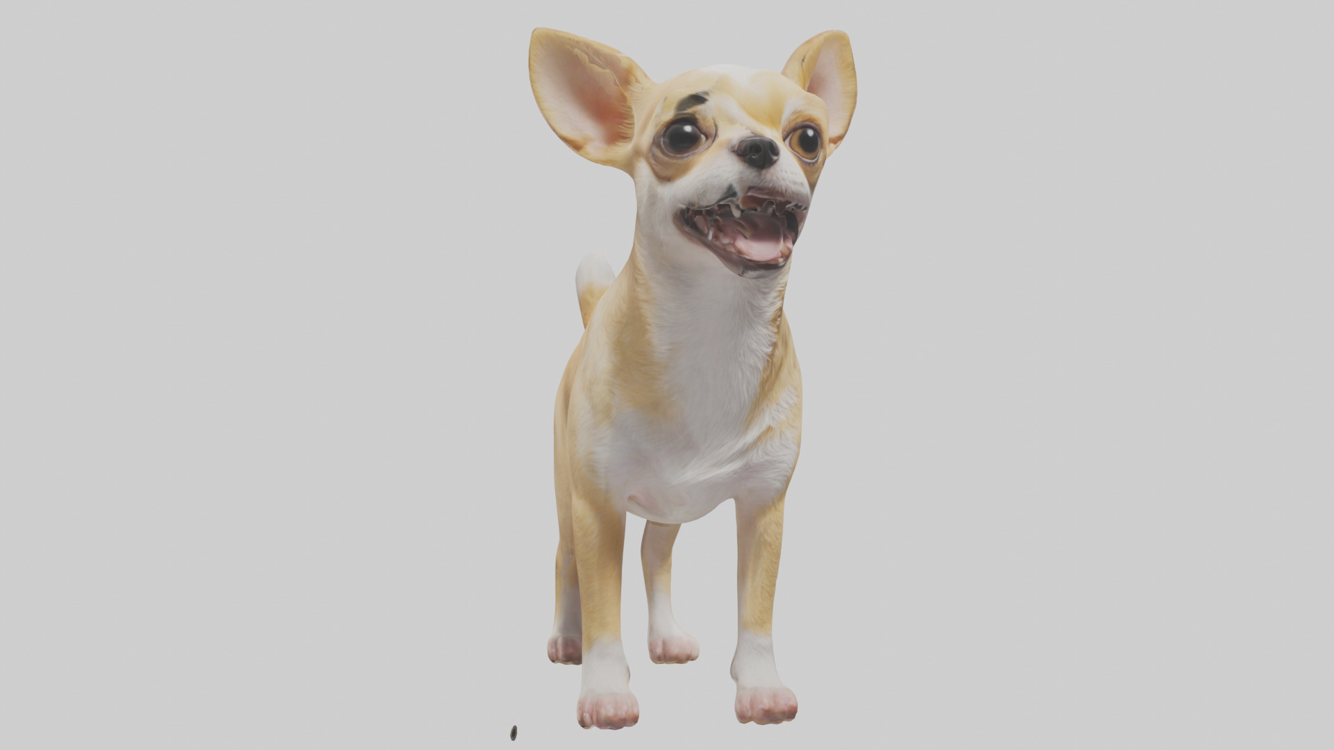 Chihuahua barking model 3D model_11