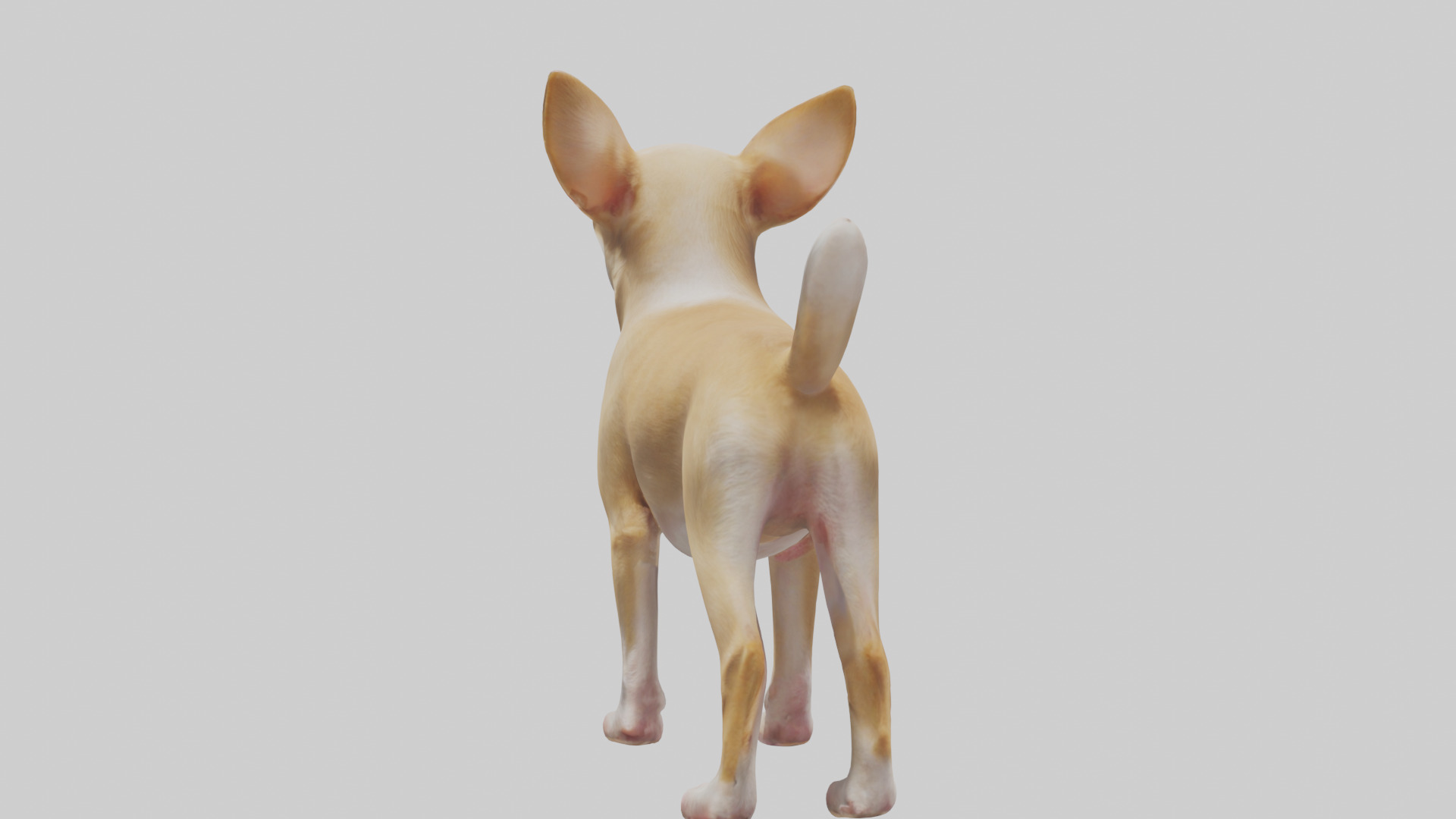Chihuahua barking model 3D model_1