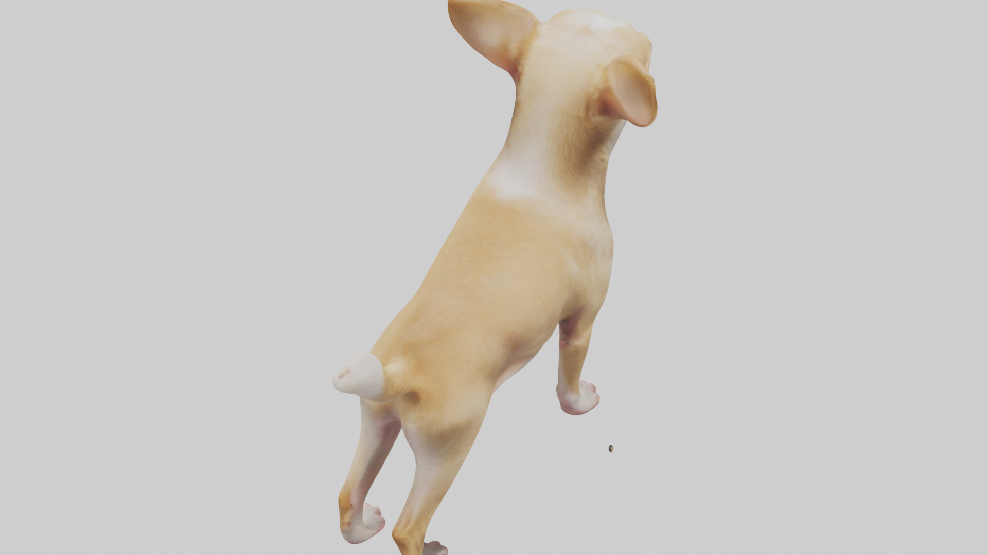 Chihuahua barking model 3D model_15