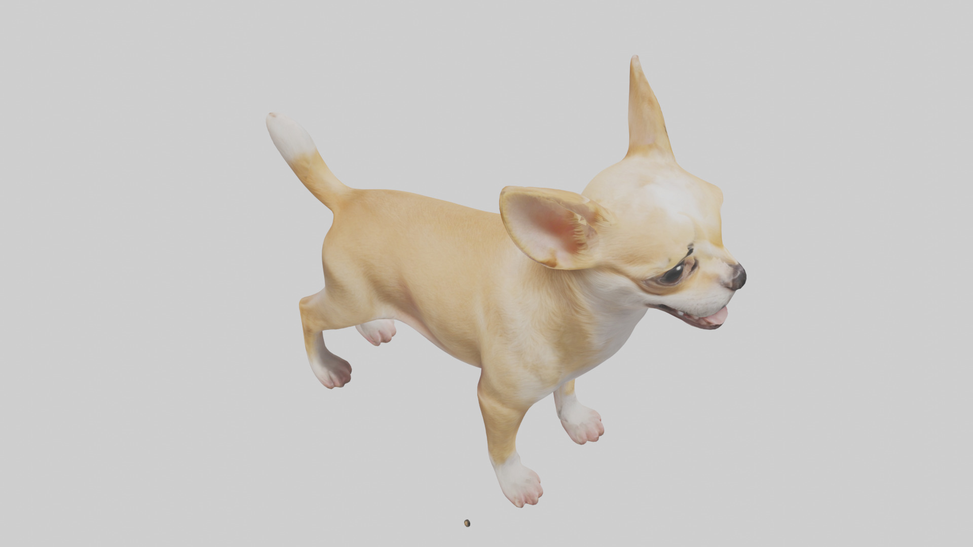 Chihuahua barking model 3D model_18
