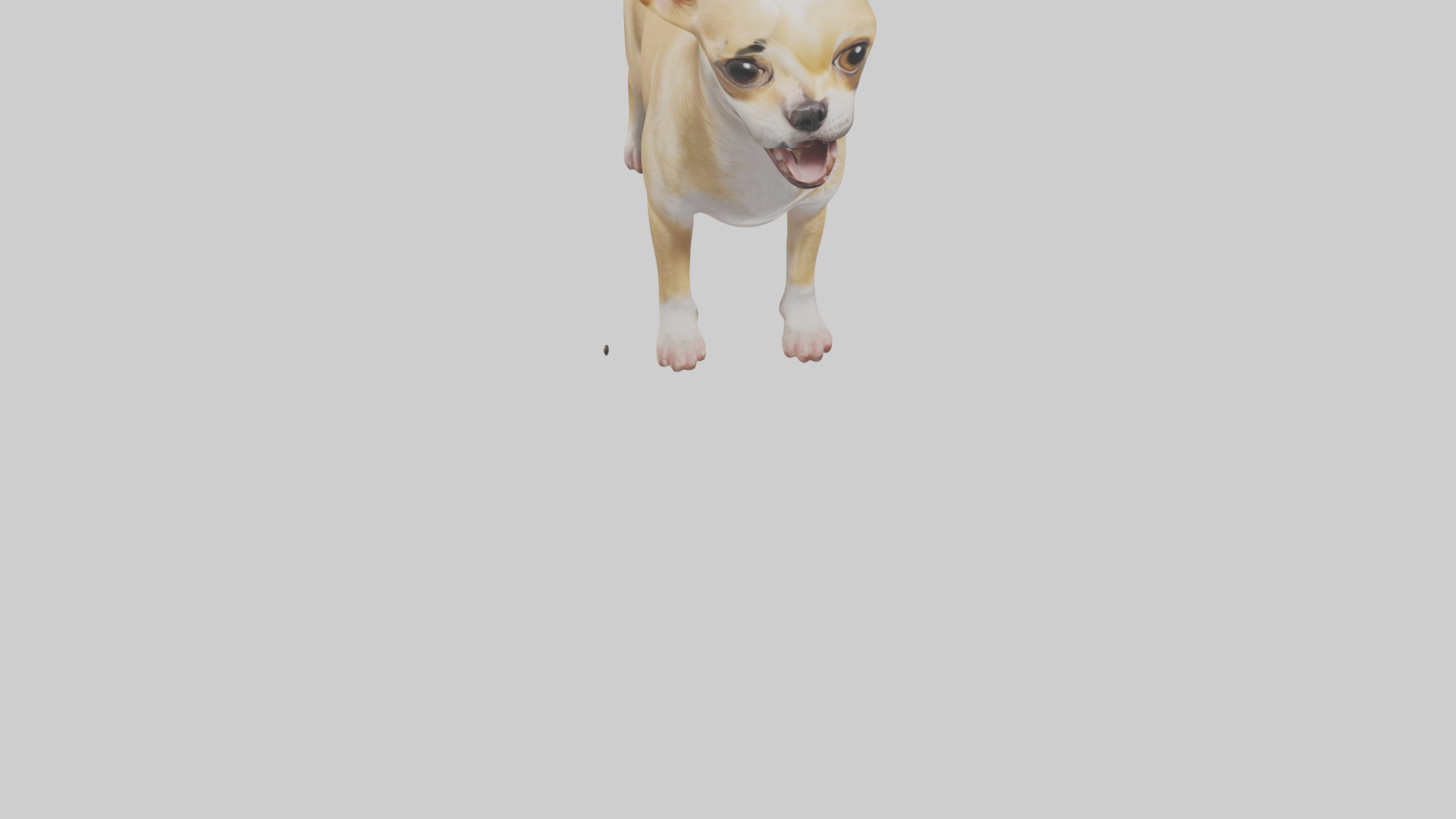 Chihuahua barking model 3D model_6