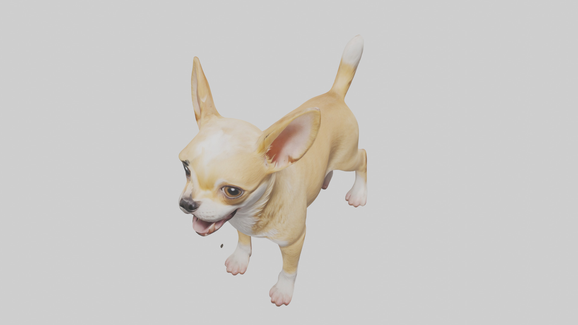 Chihuahua barking model 3D model_16