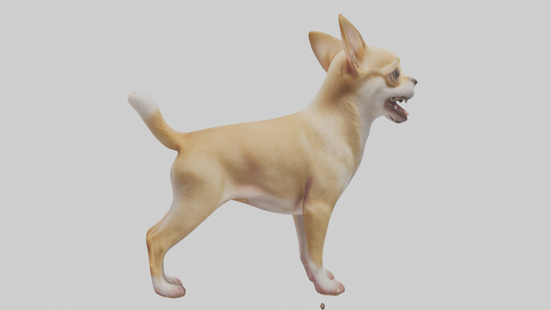 Chihuahua barking model 3D model_2