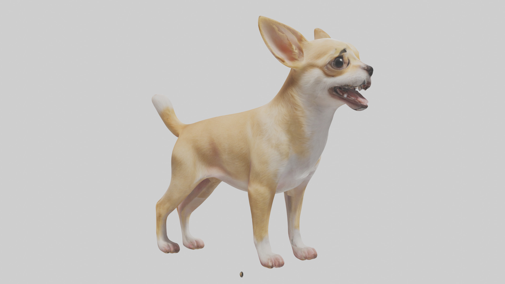 Chihuahua barking model 3D model_13