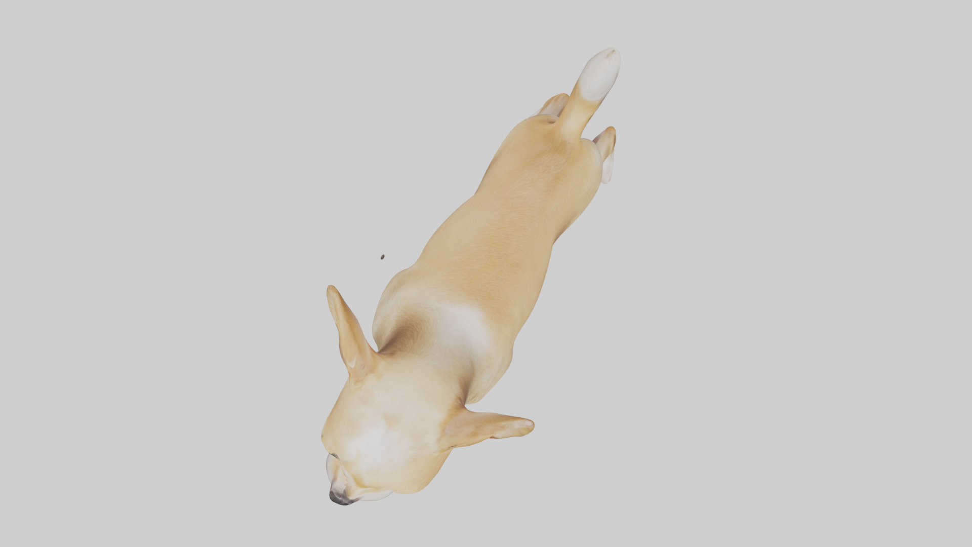 Chihuahua barking model 3D model_14