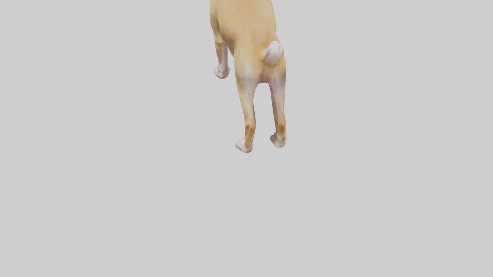 Chihuahua barking model 3D model_3