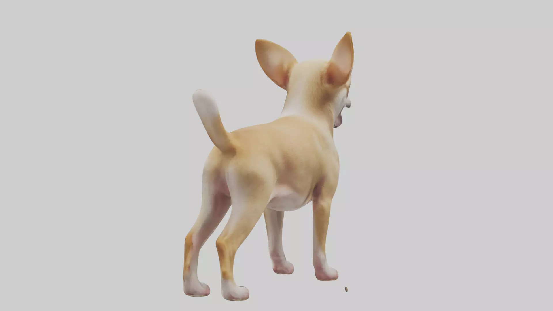 Chihuahua barking model 3D model_0