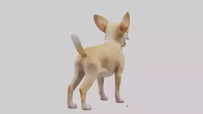 Chihuahua barking model