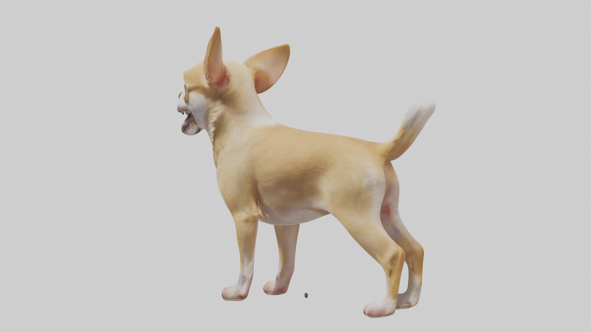 Chihuahua barking model 3D model_12