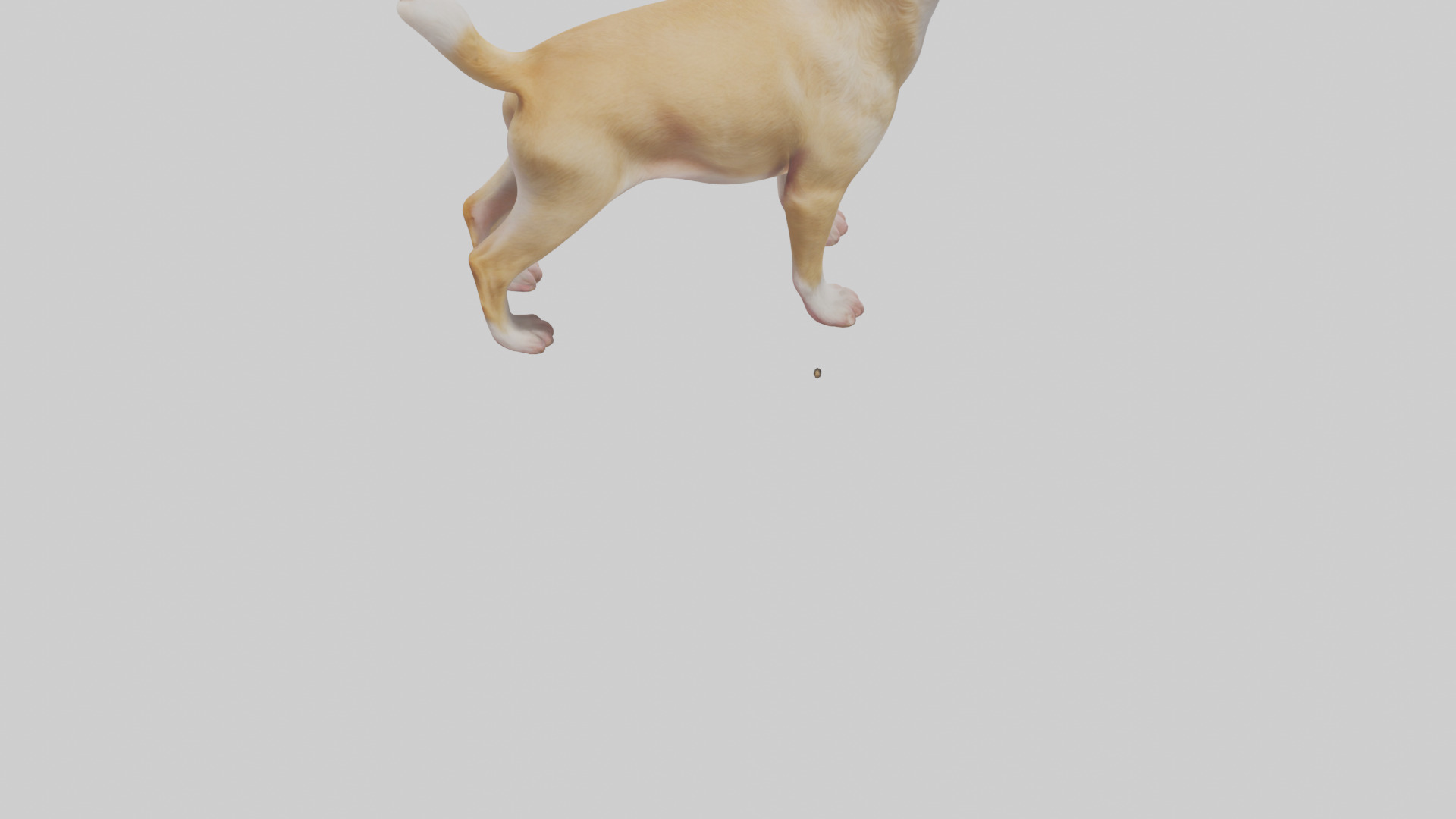 Chihuahua barking model 3D model_4