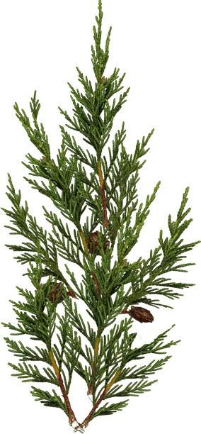 3D Forest Cottage Detailed House and  Nature Scene 3D model_15