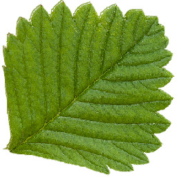 3D Forest Cottage Detailed House and  Nature Scene 3D model_28