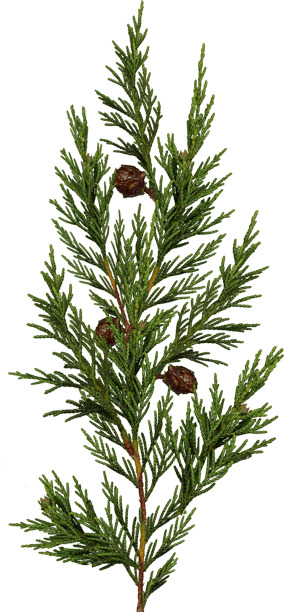 3D Forest Cottage Detailed House and  Nature Scene 3D model_35