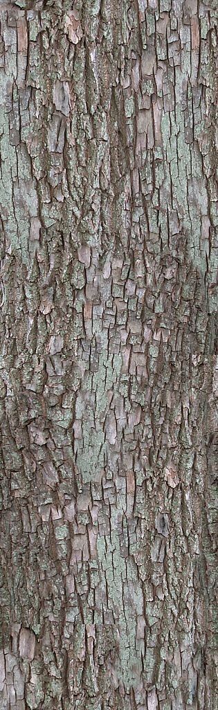 3D Forest Cottage Detailed House and  Nature Scene 3D model_18