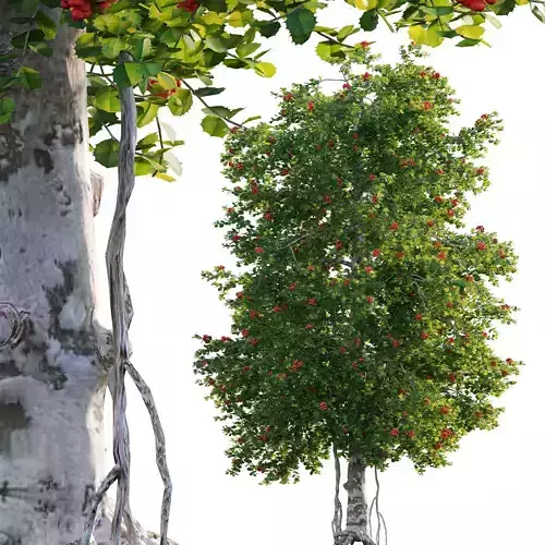 Ilex aquifolium - Holly