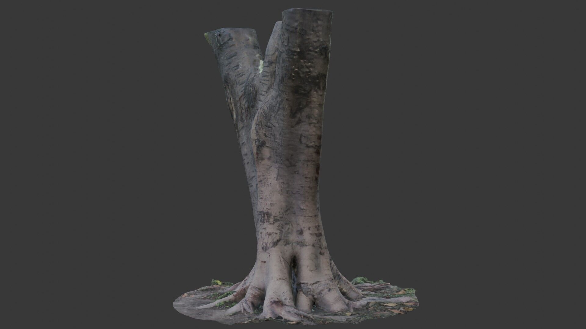 Tree Trunk with Roots Scanned Model Low-poly 3D model_5