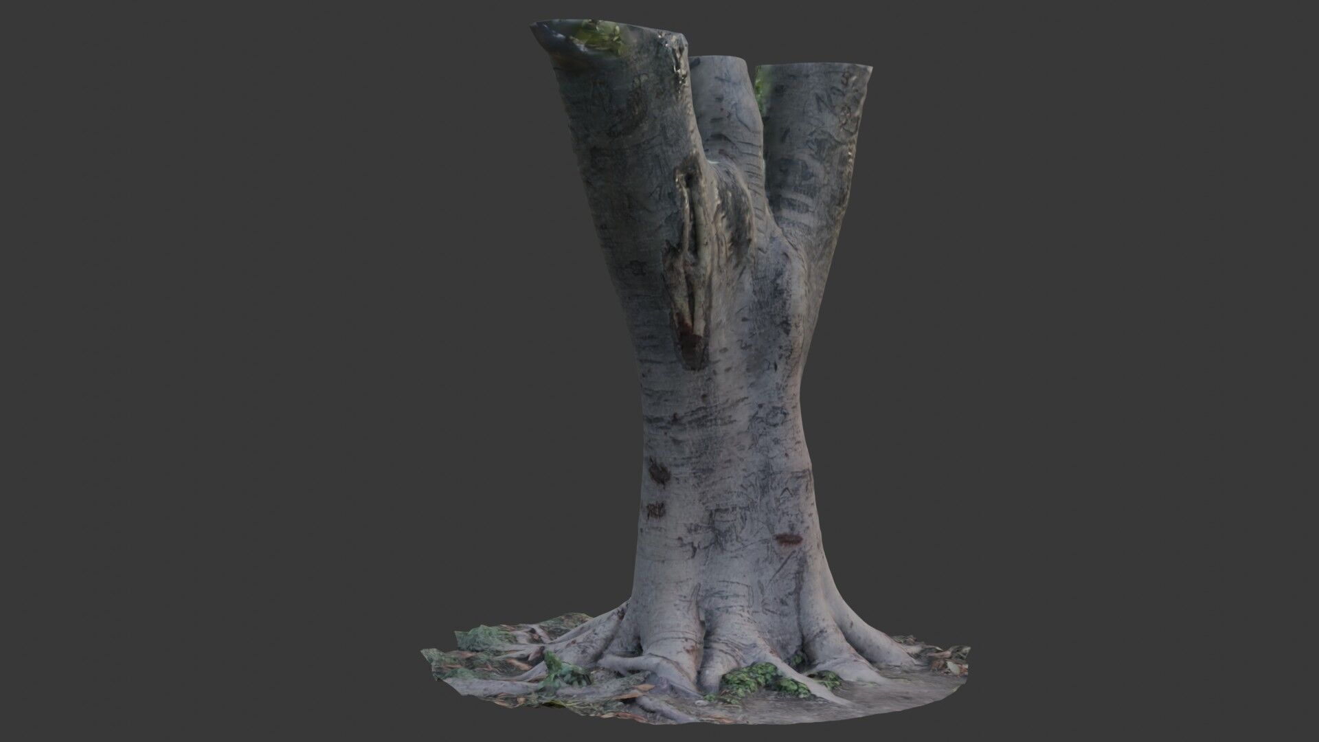 Tree Trunk with Roots Scanned Model Low-poly 3D model_6