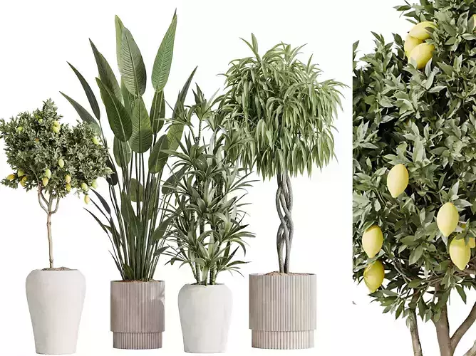AV Indoor plants set 190