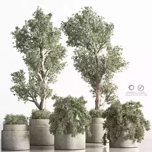 Indoor Plant Set 100