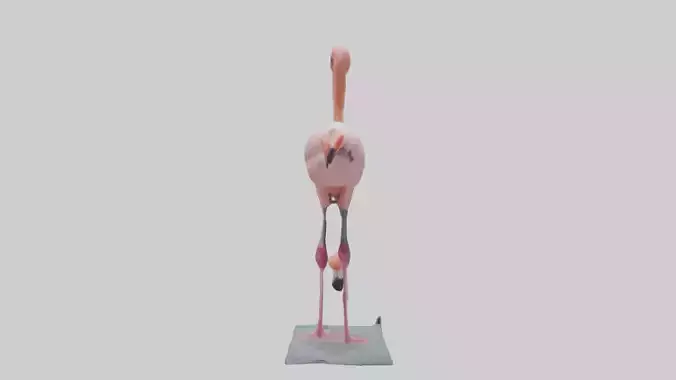 Chilean Flamingo wading model