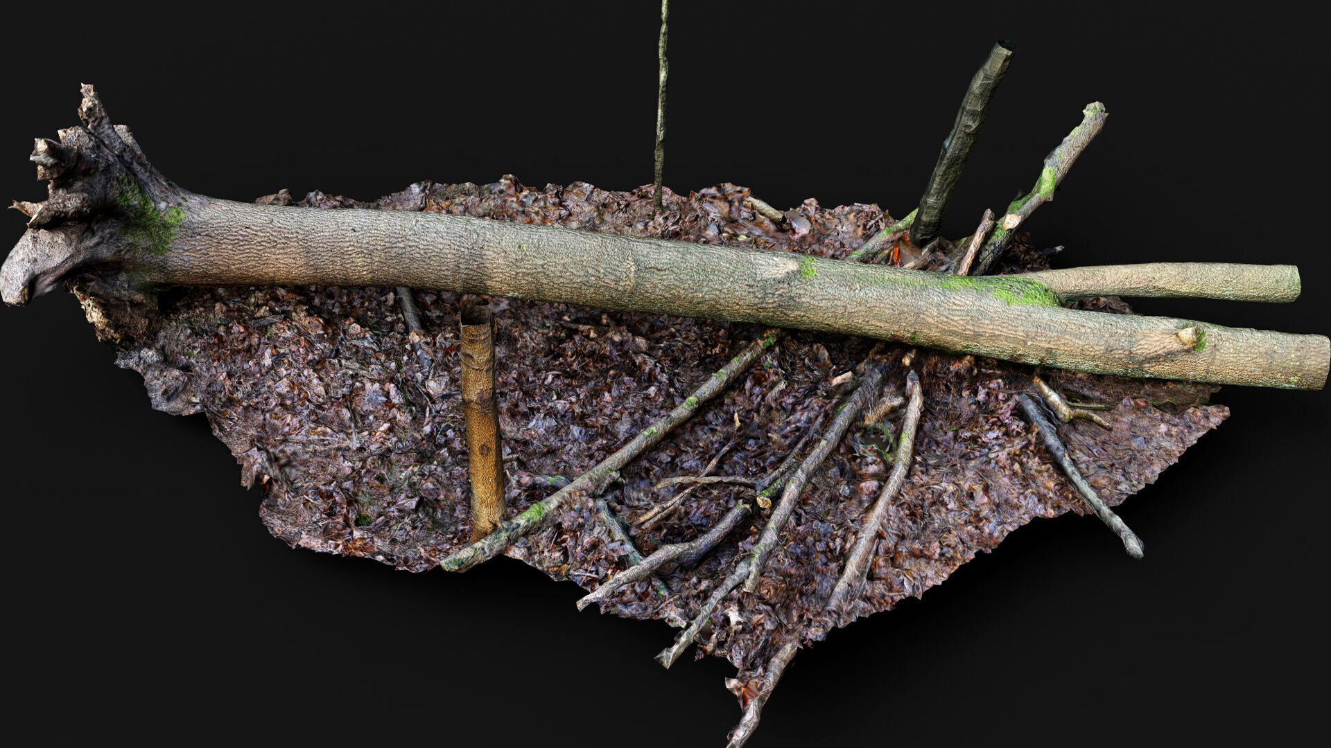forest ground mossy tree trunks debris pt12 photogrammetry Low-poly 3D model_2