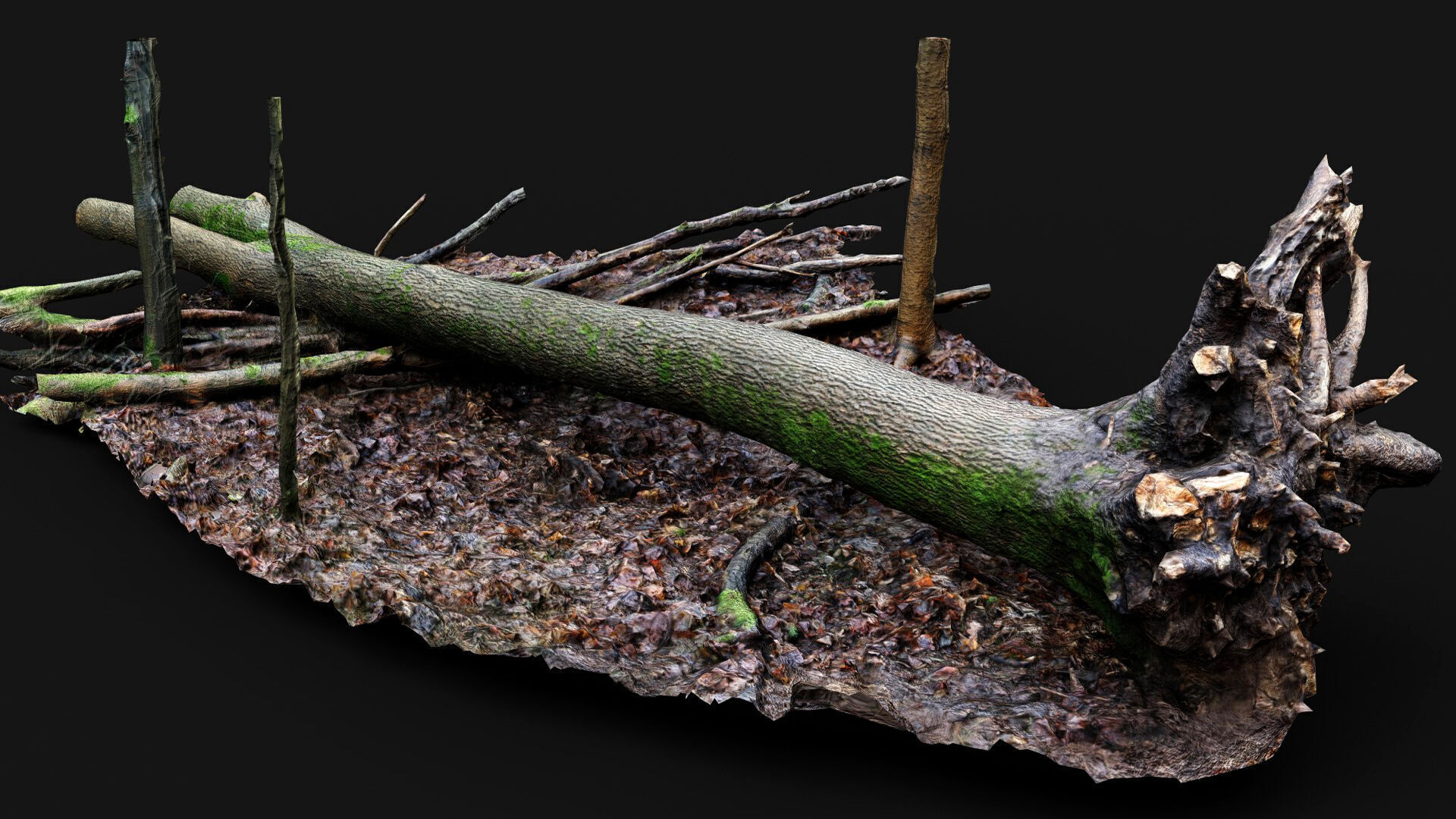 forest ground mossy tree trunks debris pt12 photogrammetry Low-poly 3D model_1
