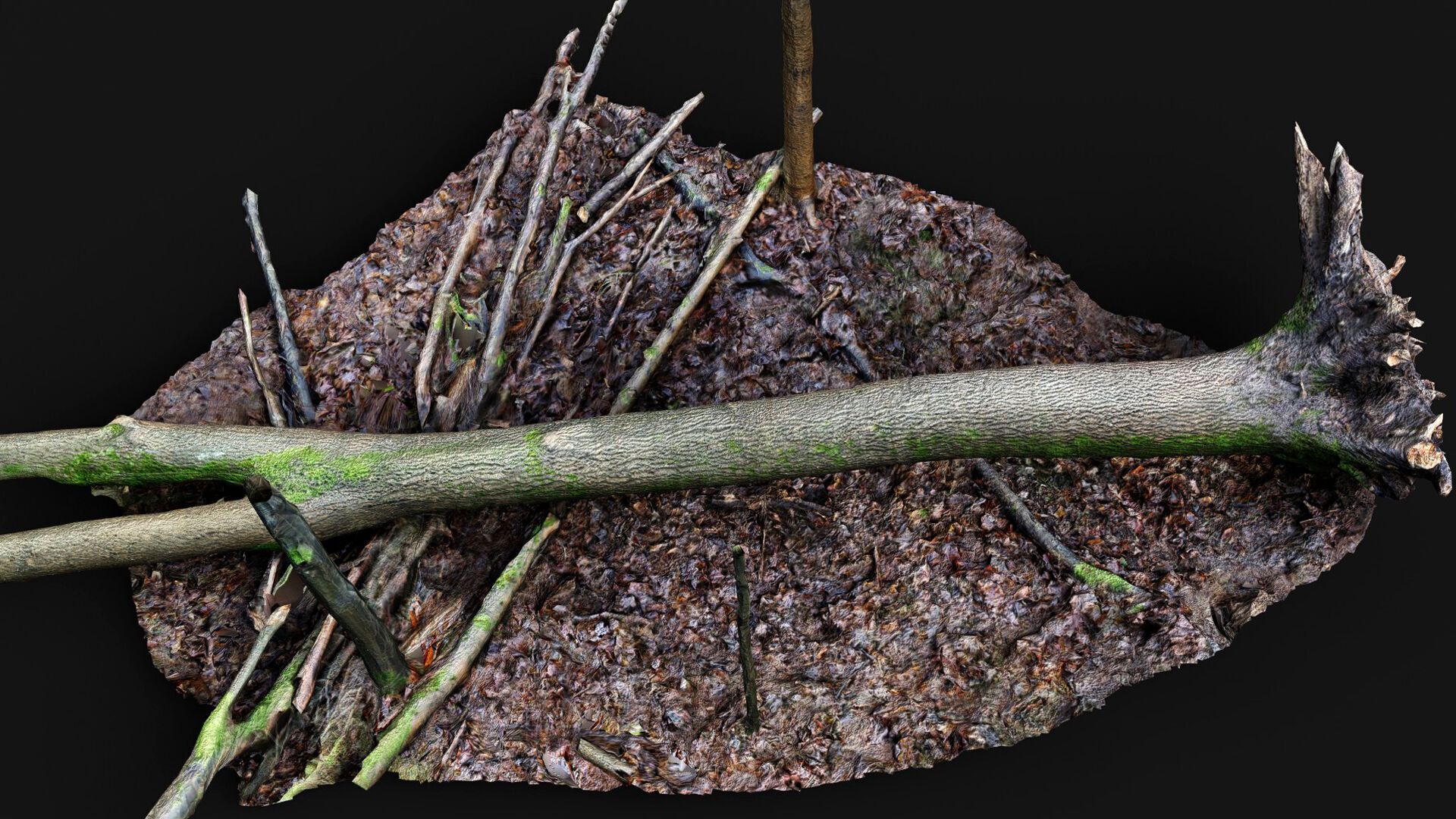 forest ground mossy tree trunks debris pt12 photogrammetry Low-poly 3D model_5