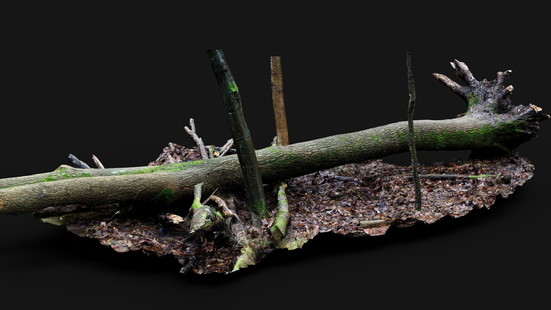 forest ground mossy tree trunks debris pt12 photogrammetry Low-poly 3D model_4