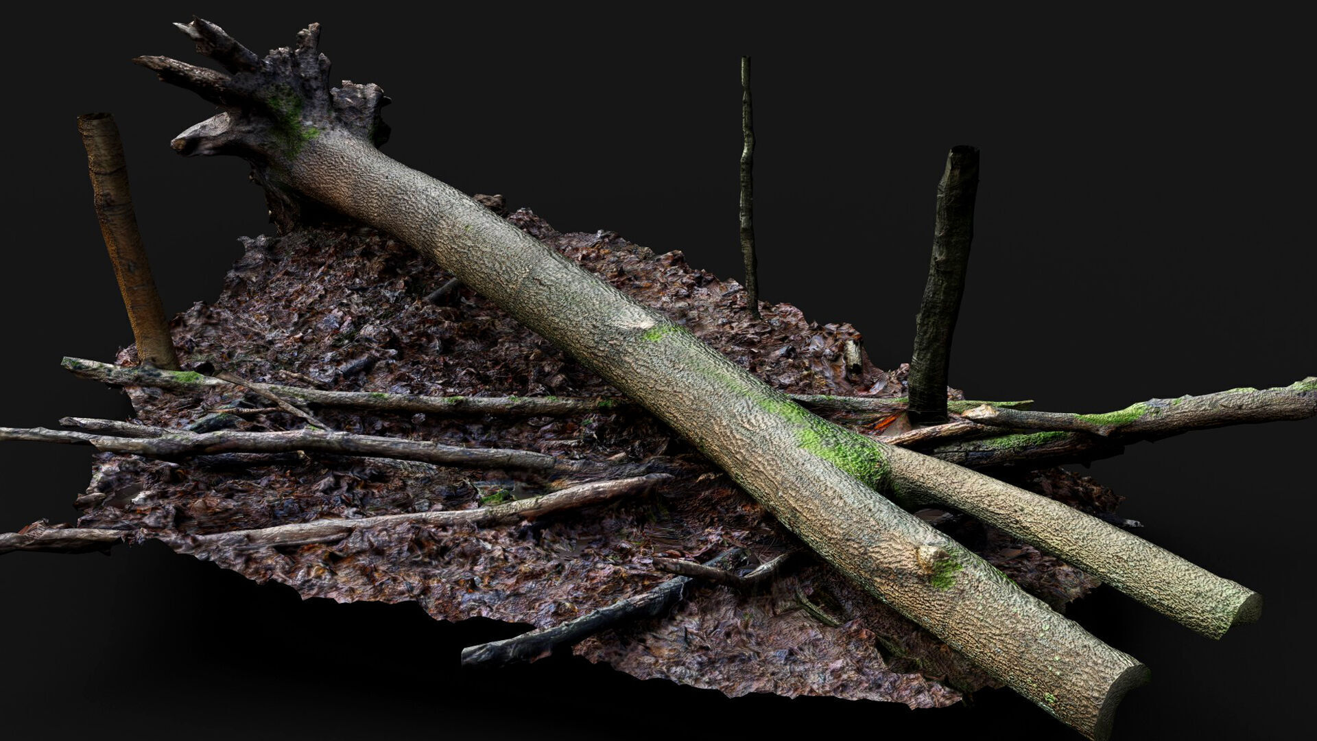 forest ground mossy tree trunks debris pt12 photogrammetry Low-poly 3D model_3