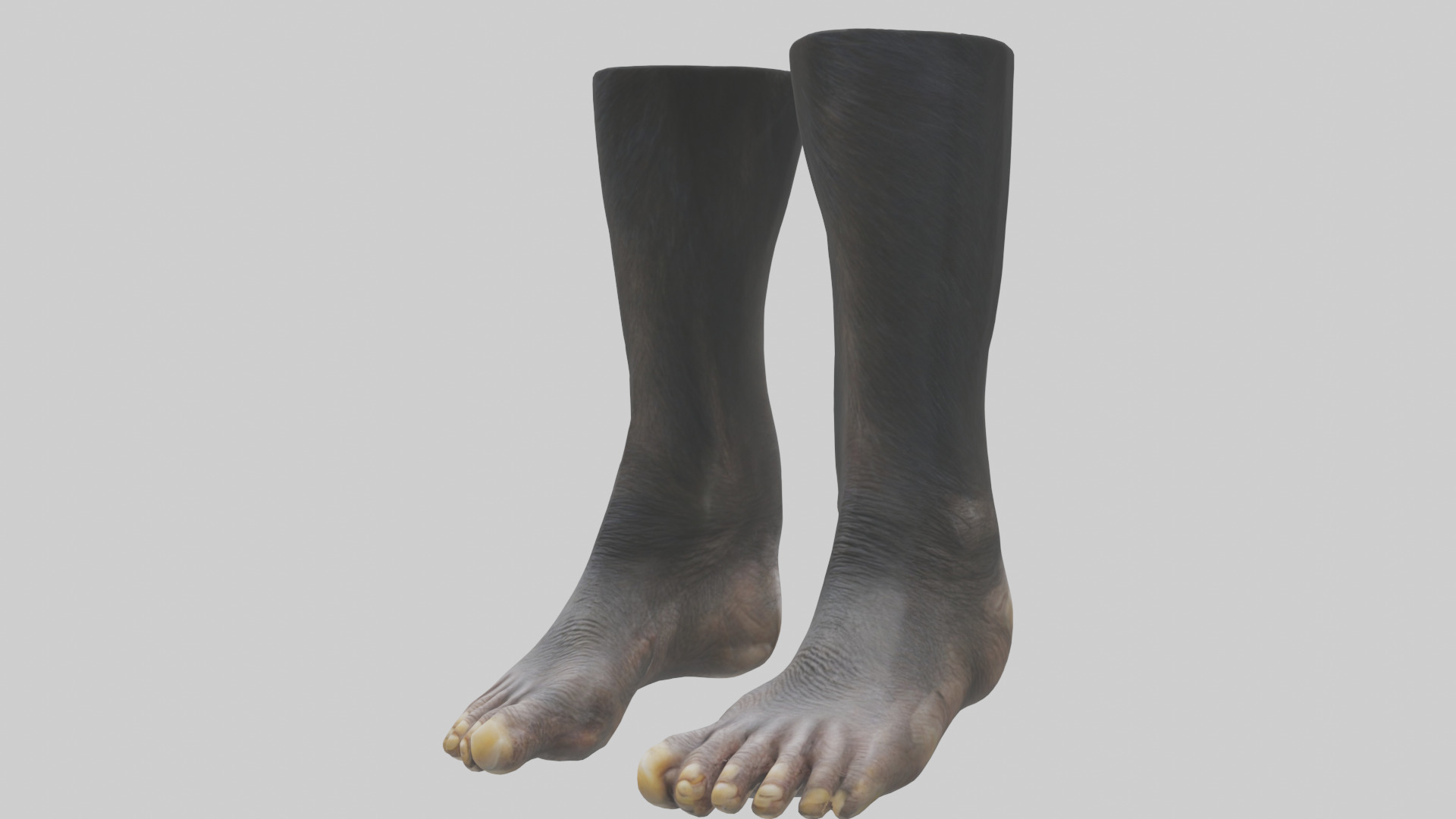 Chimpanzee Feet 3D model_8