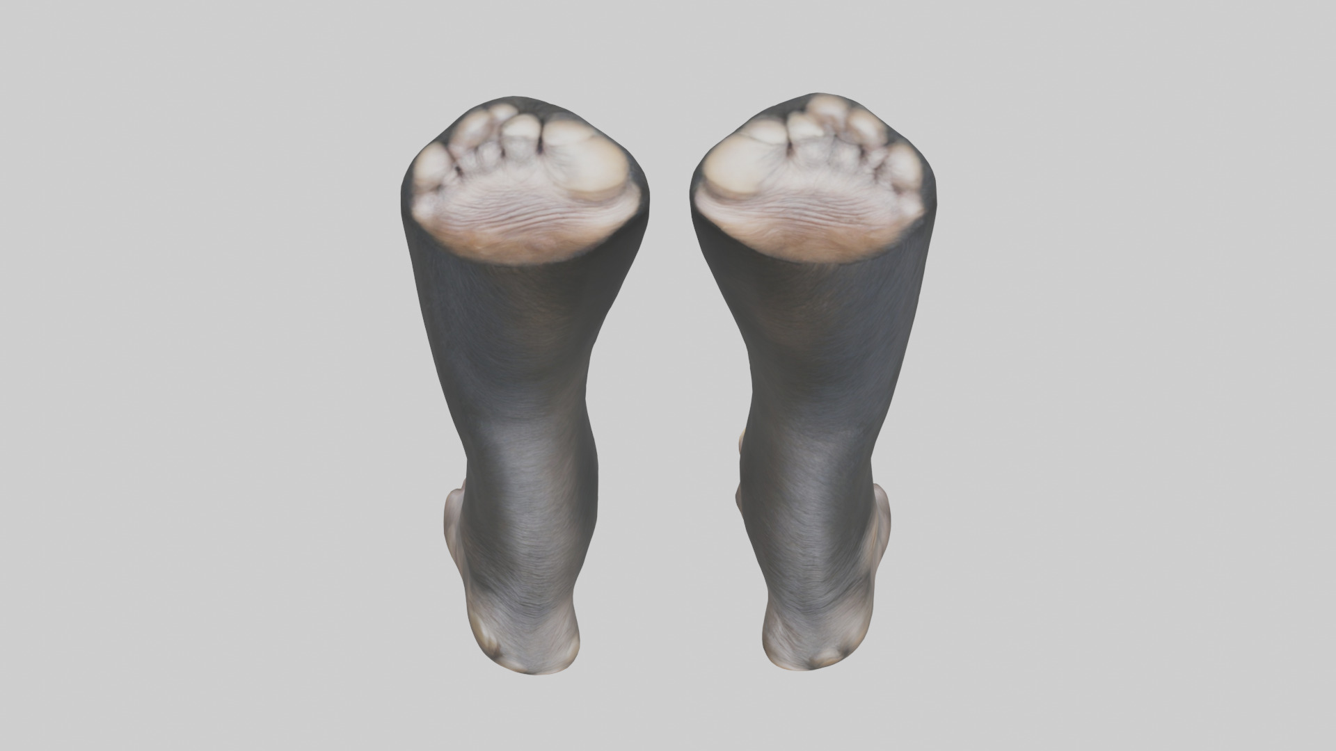 Chimpanzee Feet 3D model_15