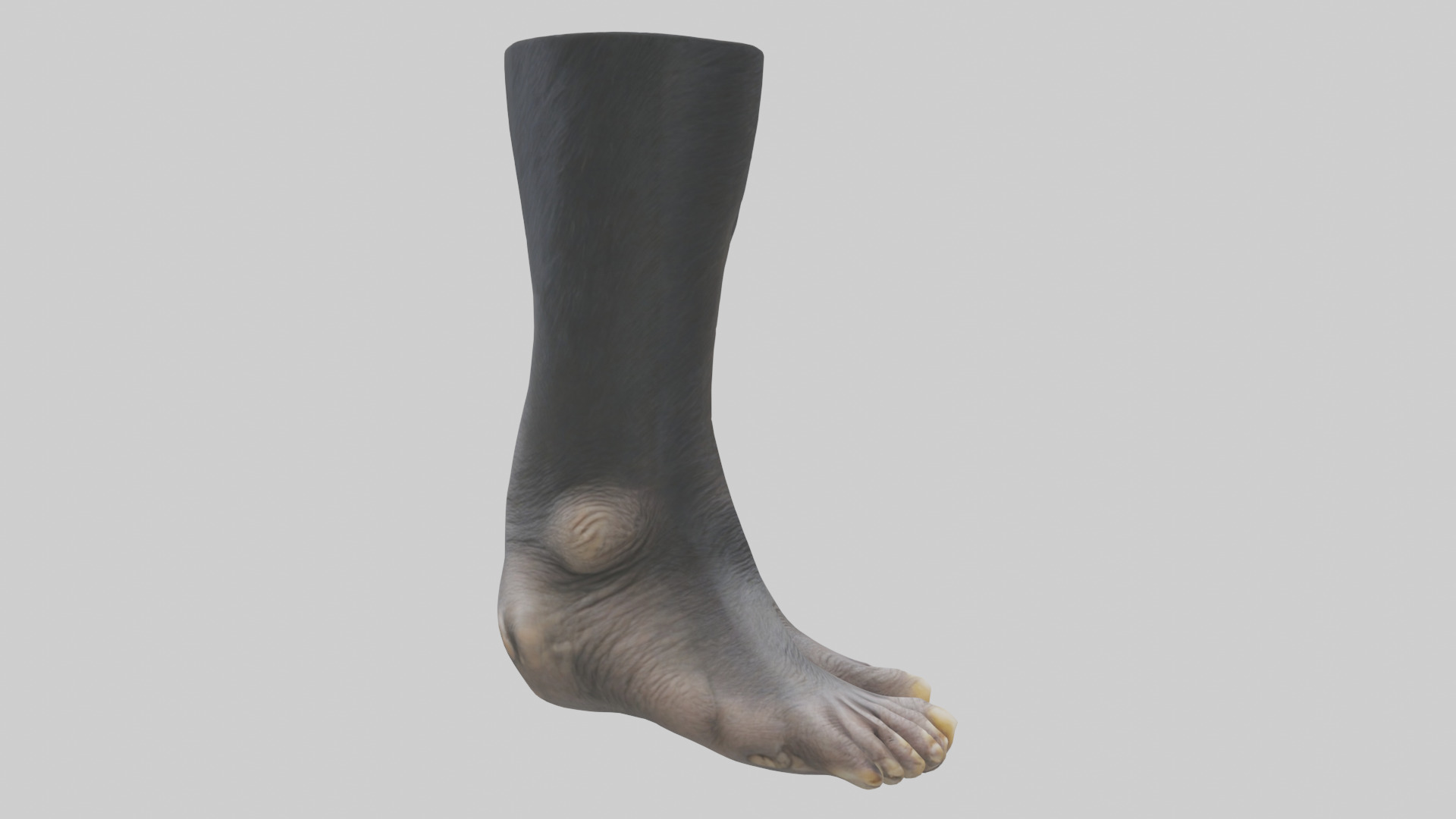 Chimpanzee Feet 3D model_13