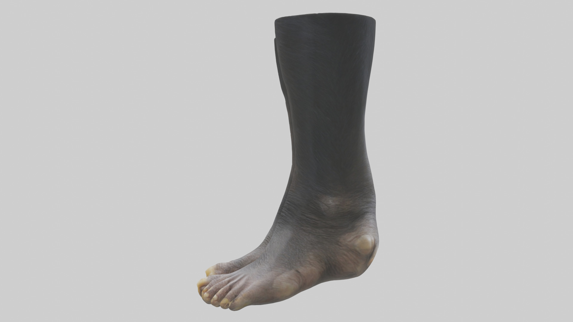 Chimpanzee Feet 3D model_12