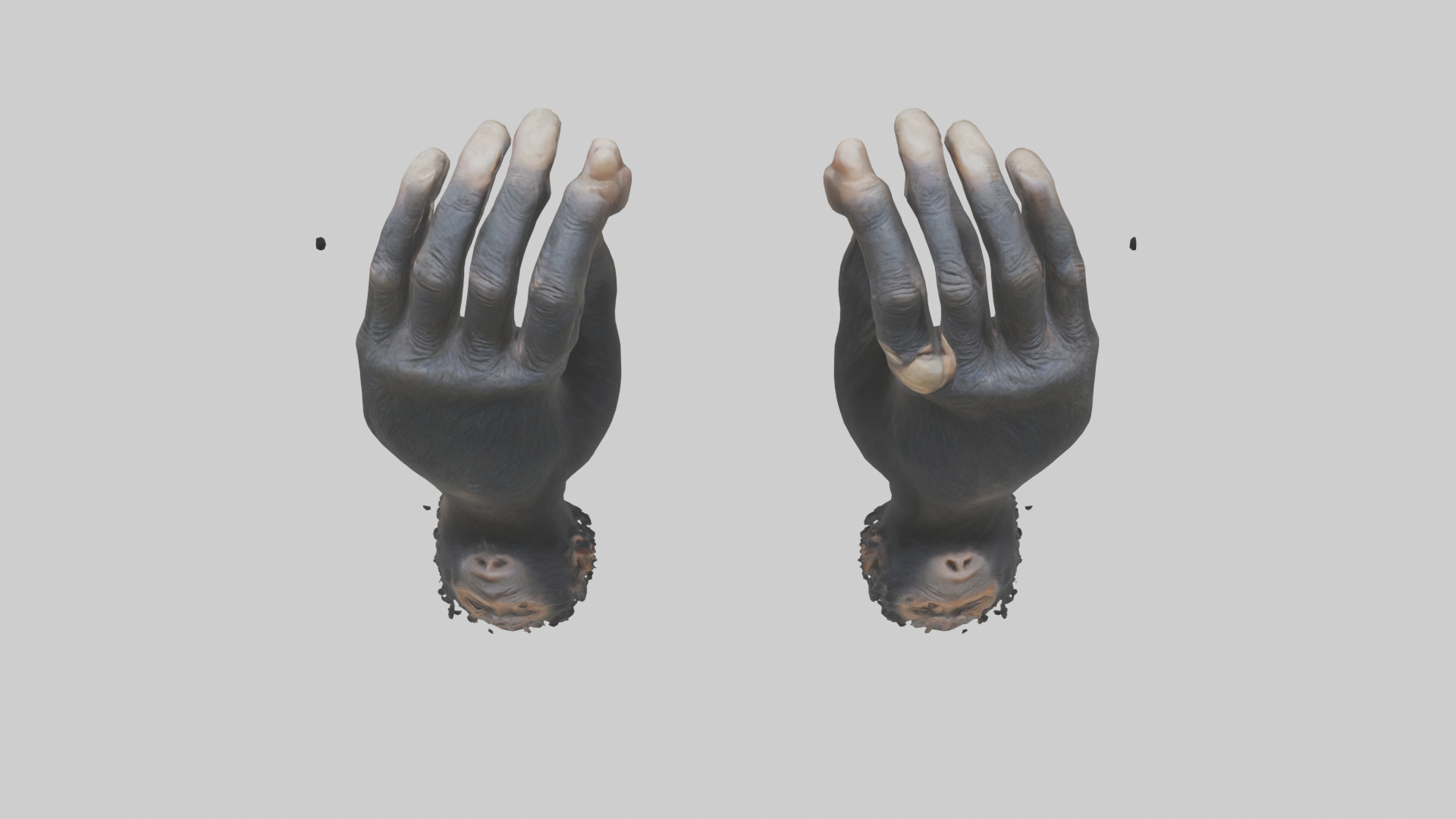 Chimpanzee Hands 3D model_16