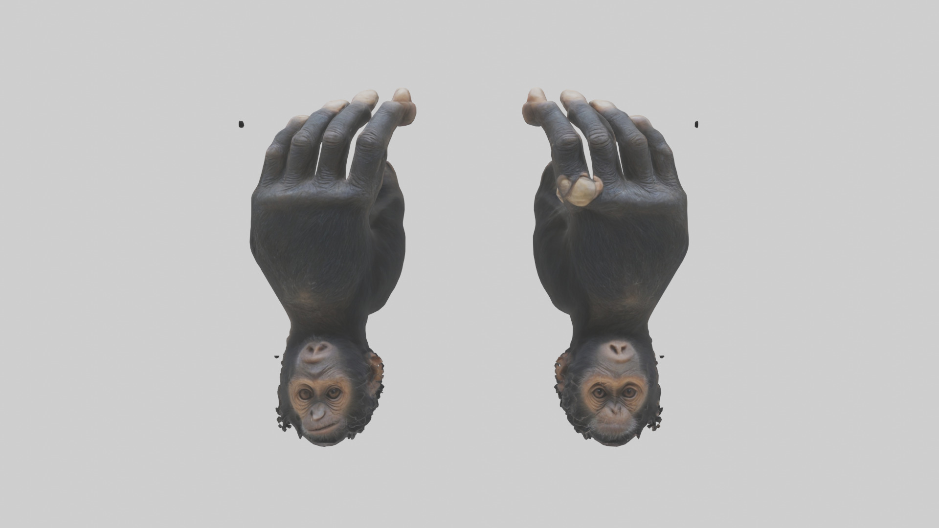 Chimpanzee Hands 3D model_9