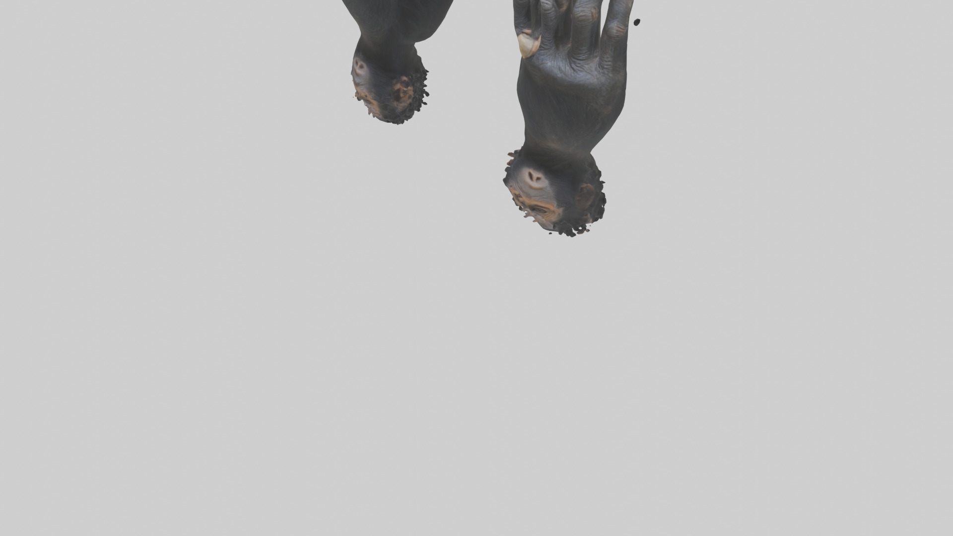 Chimpanzee Hands 3D model_5