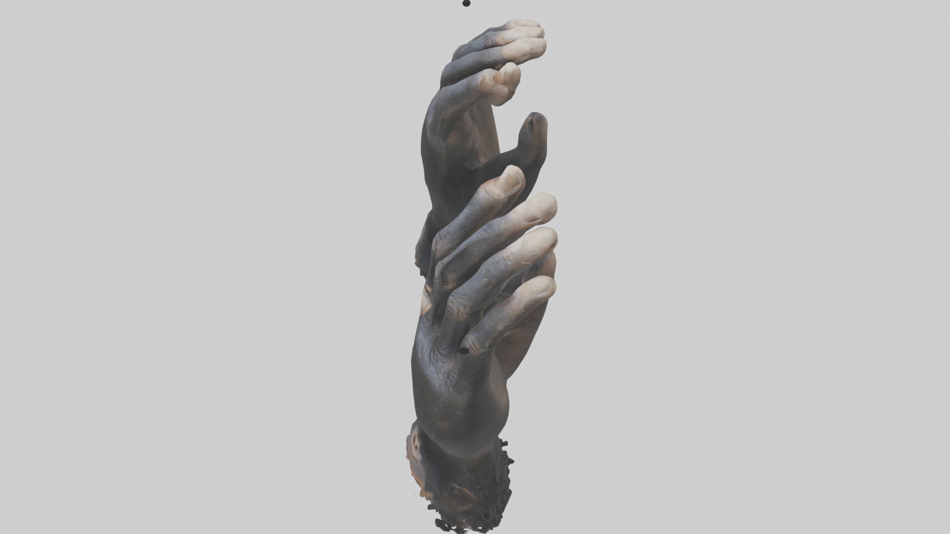 Chimpanzee Hands 3D model_17