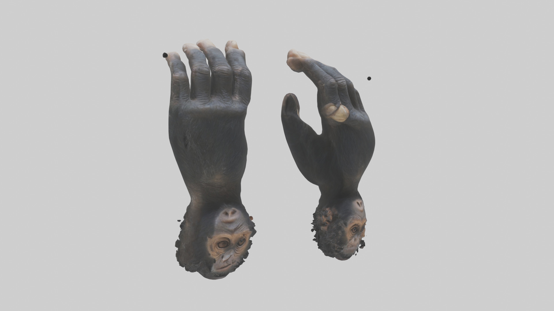 Chimpanzee Hands 3D model_11
