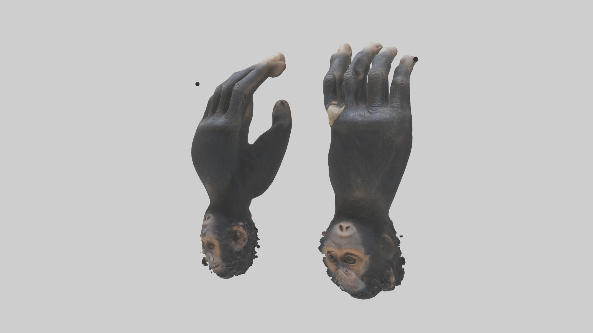 Chimpanzee Hands 3D model_8
