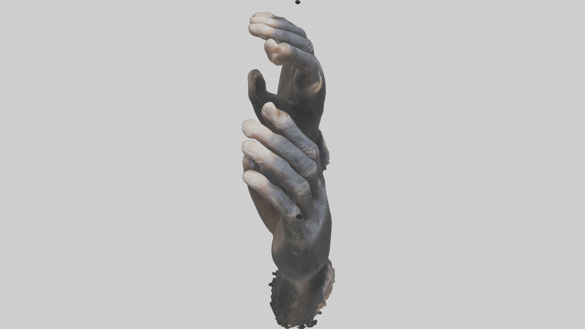 Chimpanzee Hands 3D model_18