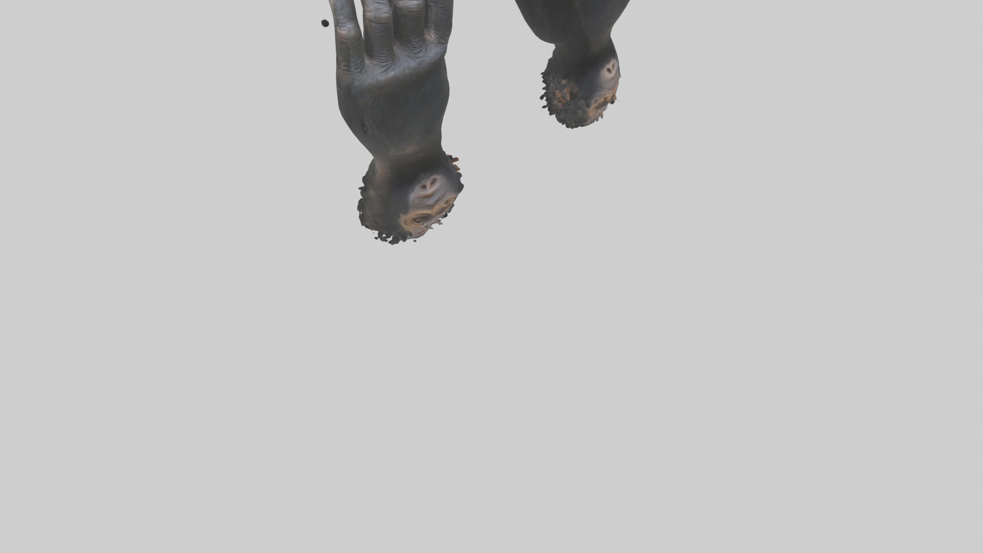 Chimpanzee Hands 3D model_6