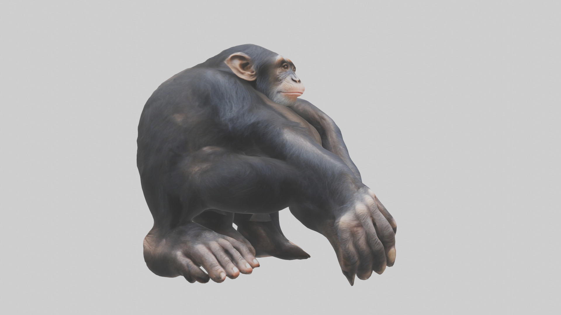 Chimpanzee Paws 3D model_7