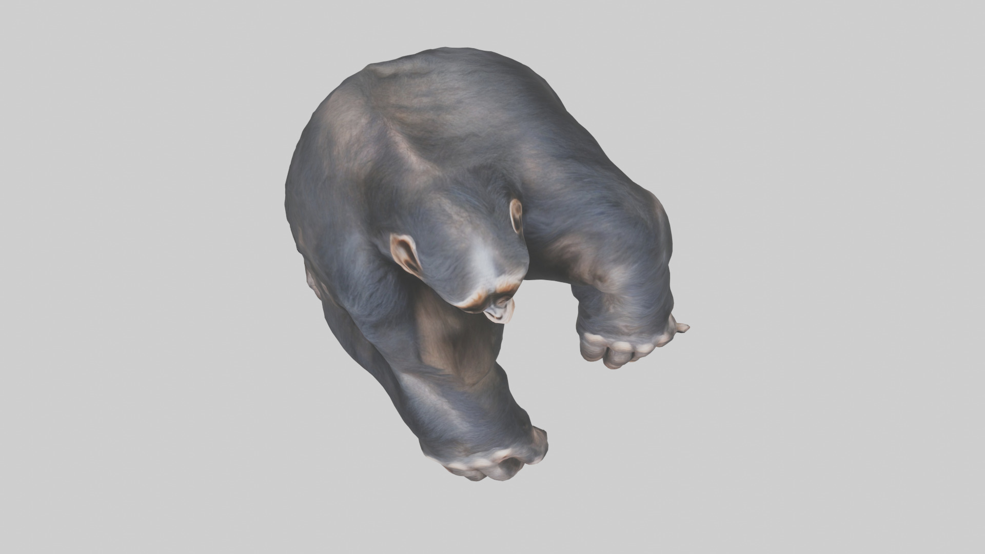 Chimpanzee Paws 3D model_14