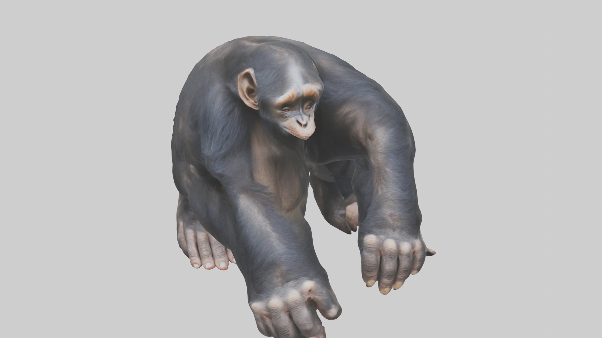 Chimpanzee Paws 3D model_16