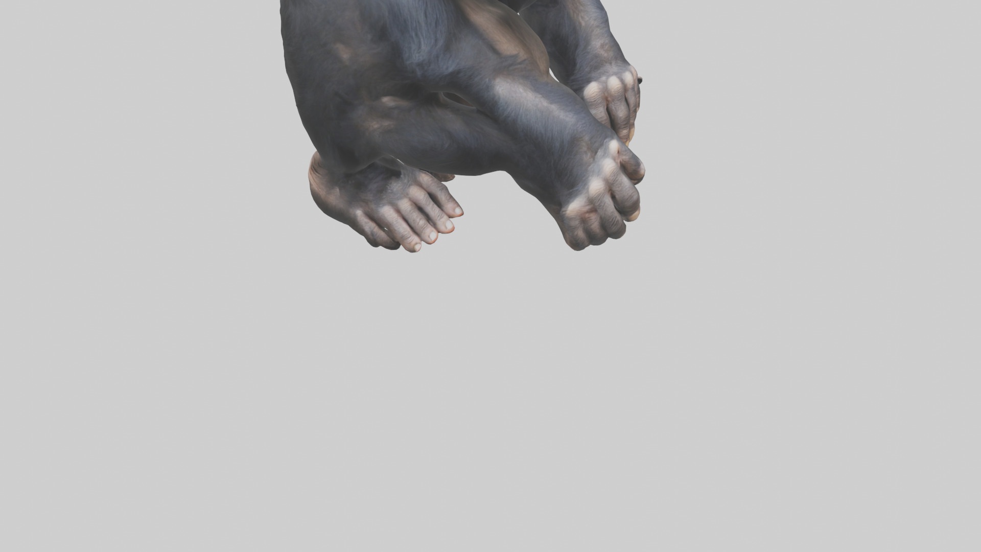 Chimpanzee Paws 3D model_6