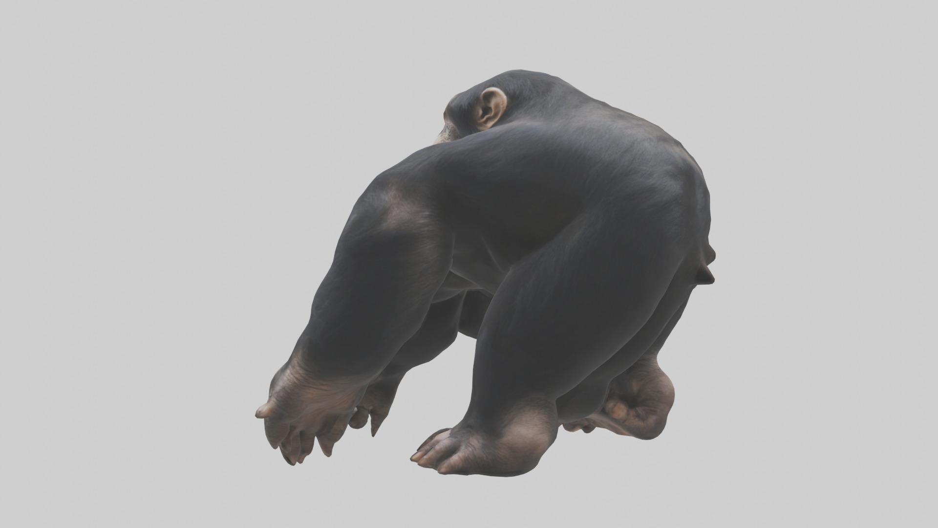 Chimpanzee Paws 3D model_1