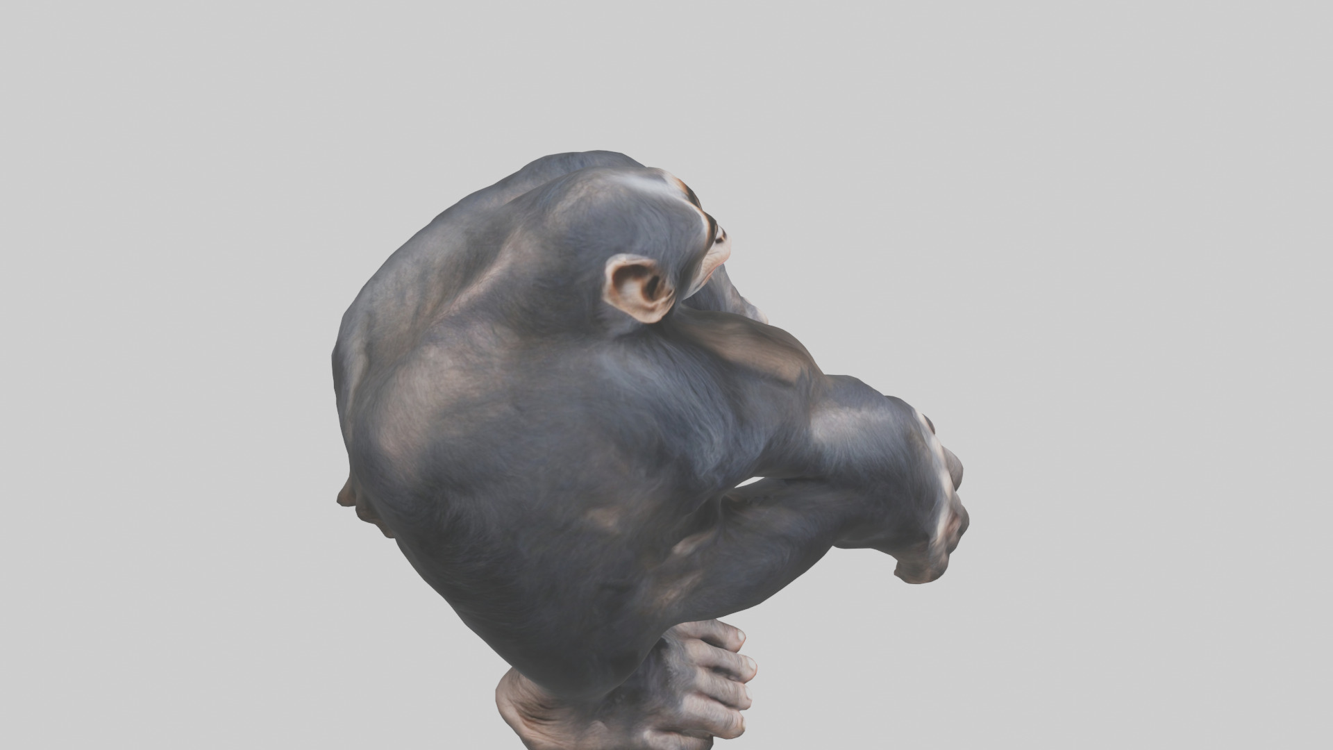 Chimpanzee Paws 3D model_18