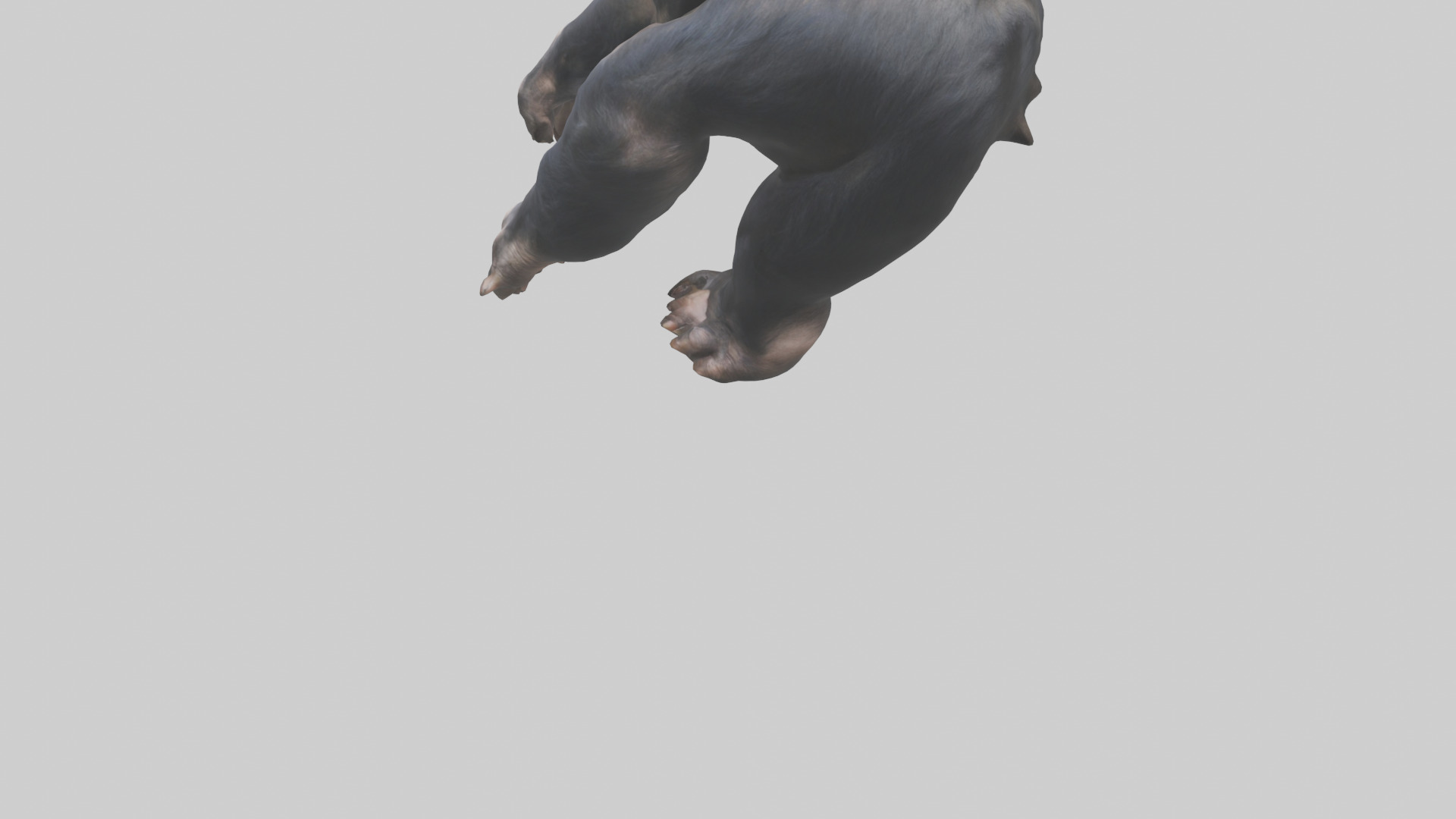 Chimpanzee Paws 3D model_3