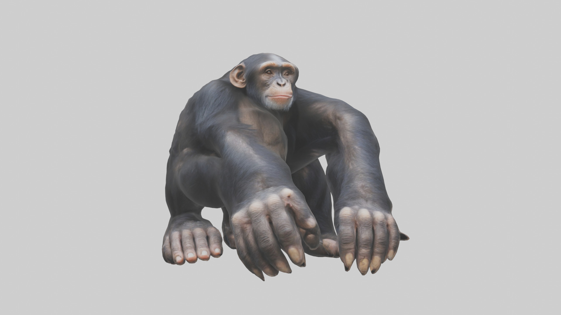 Chimpanzee Paws 3D model_9