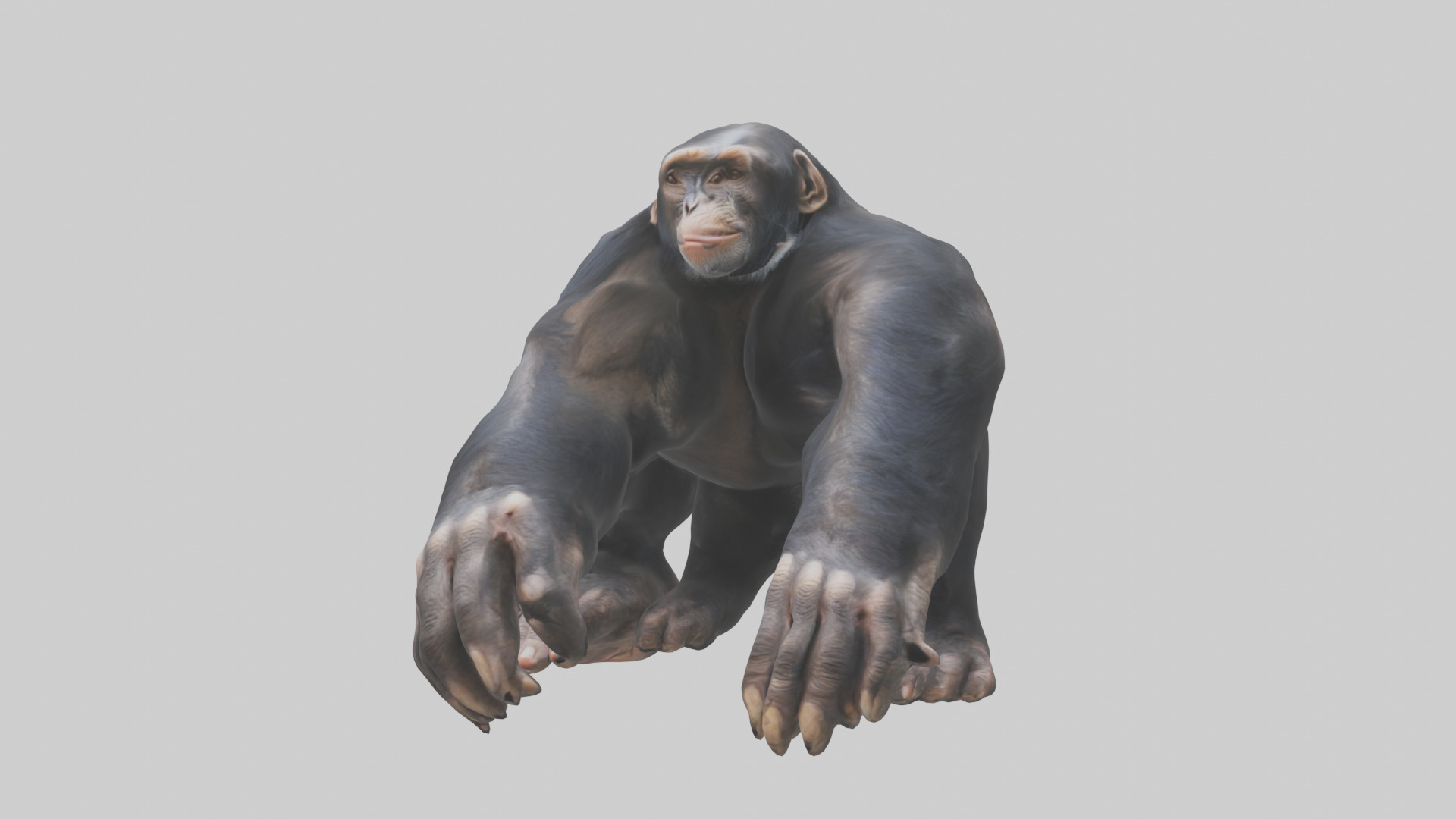 Chimpanzee Paws 3D model_10
